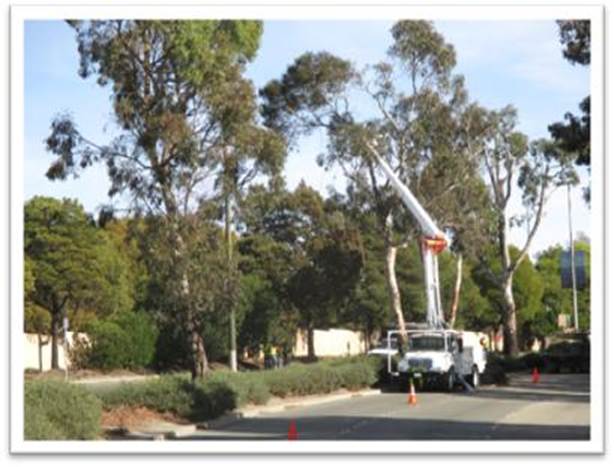 Description: Tree trimming Rich Prkwy